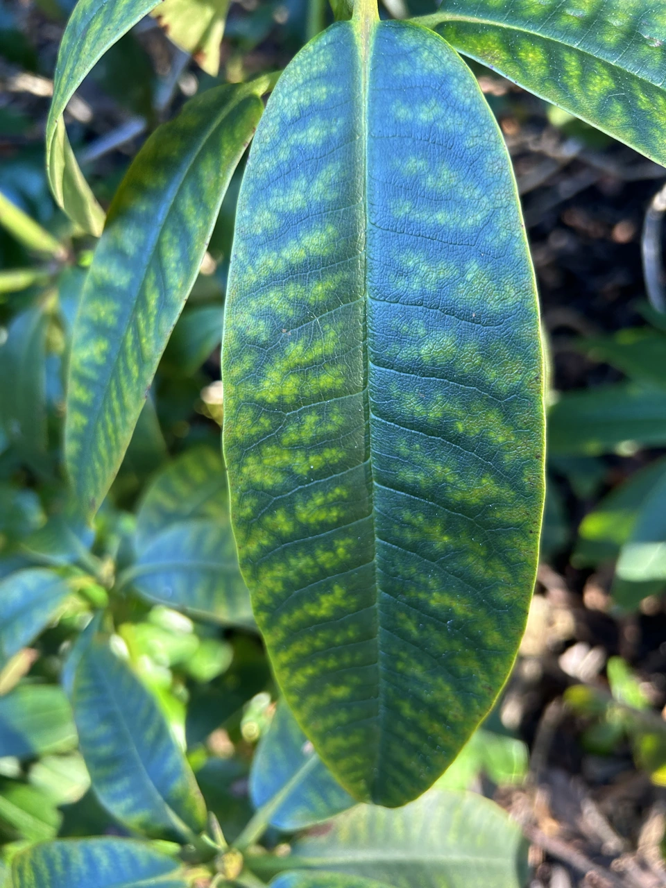 Glossy green leaves
