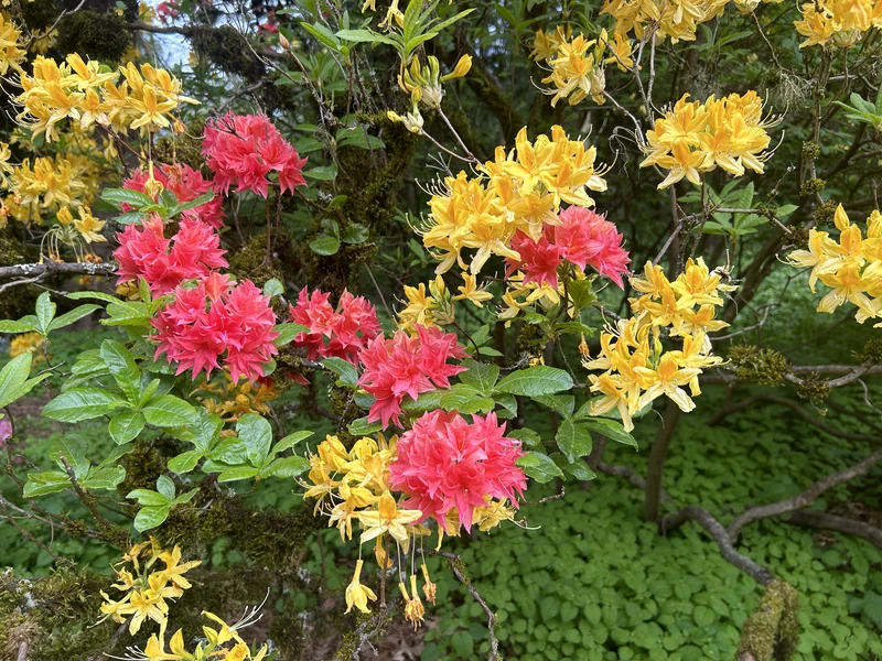 Red and yellow azaleas at the Washington Park Arboretum