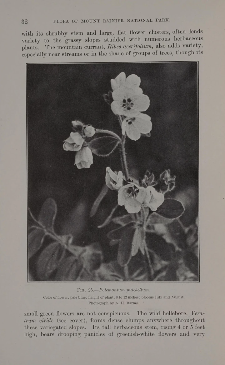 Page from a Flora of Mount Rainier National Park book